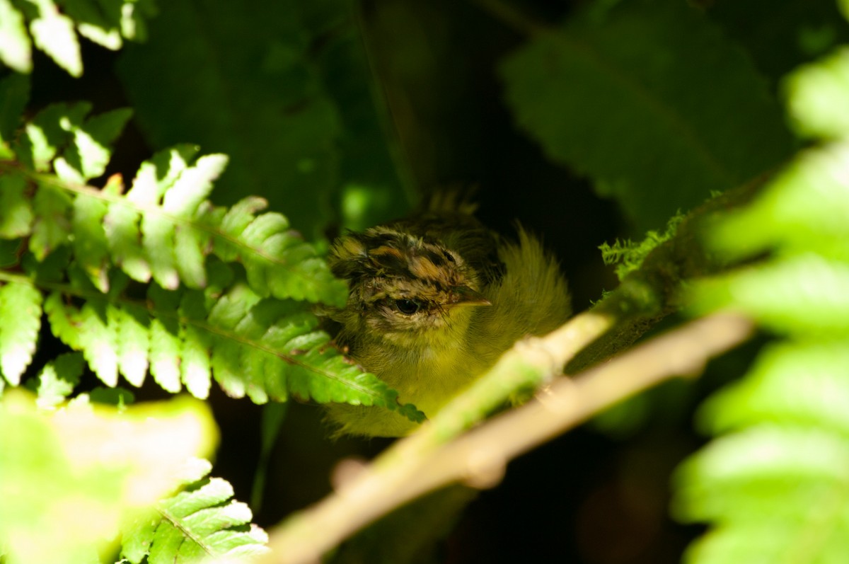 Costa Rican Warbler - ML641414266