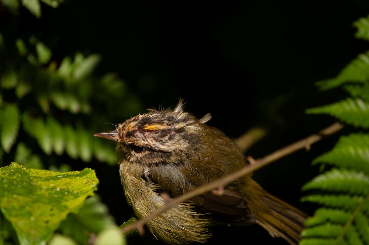 Costa Rican Warbler - ML641414267