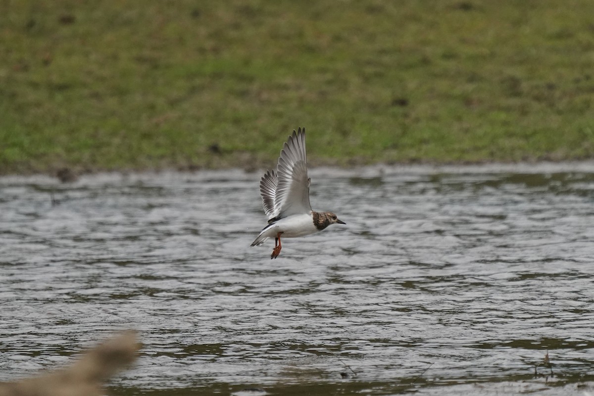 Ruddy Turnstone - ML641414280