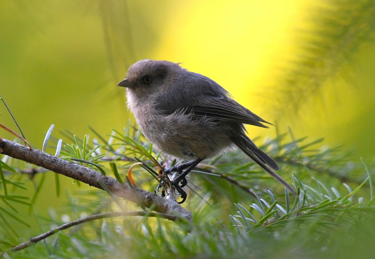 Bushtit - ML641414281