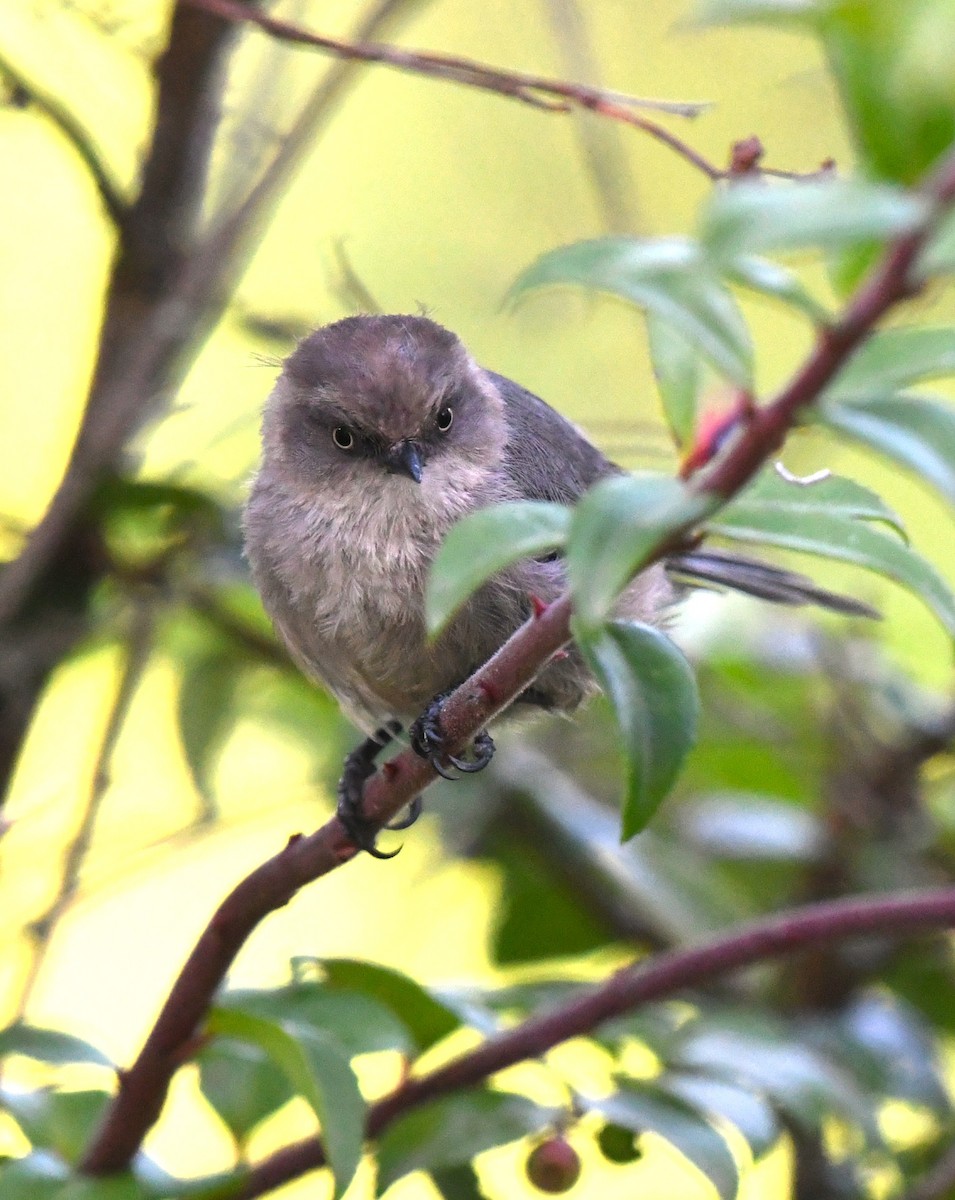 Bushtit - ML641414282