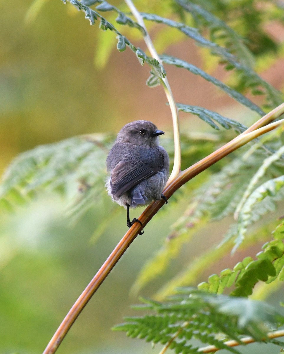 Bushtit - ML641414283
