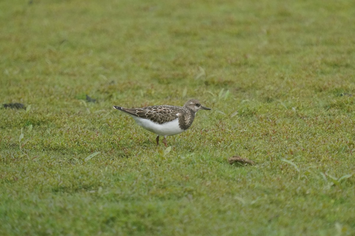 Ruddy Turnstone - ML641414284