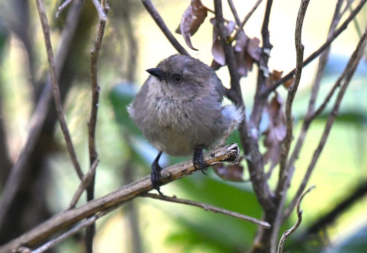 Bushtit - ML641414285