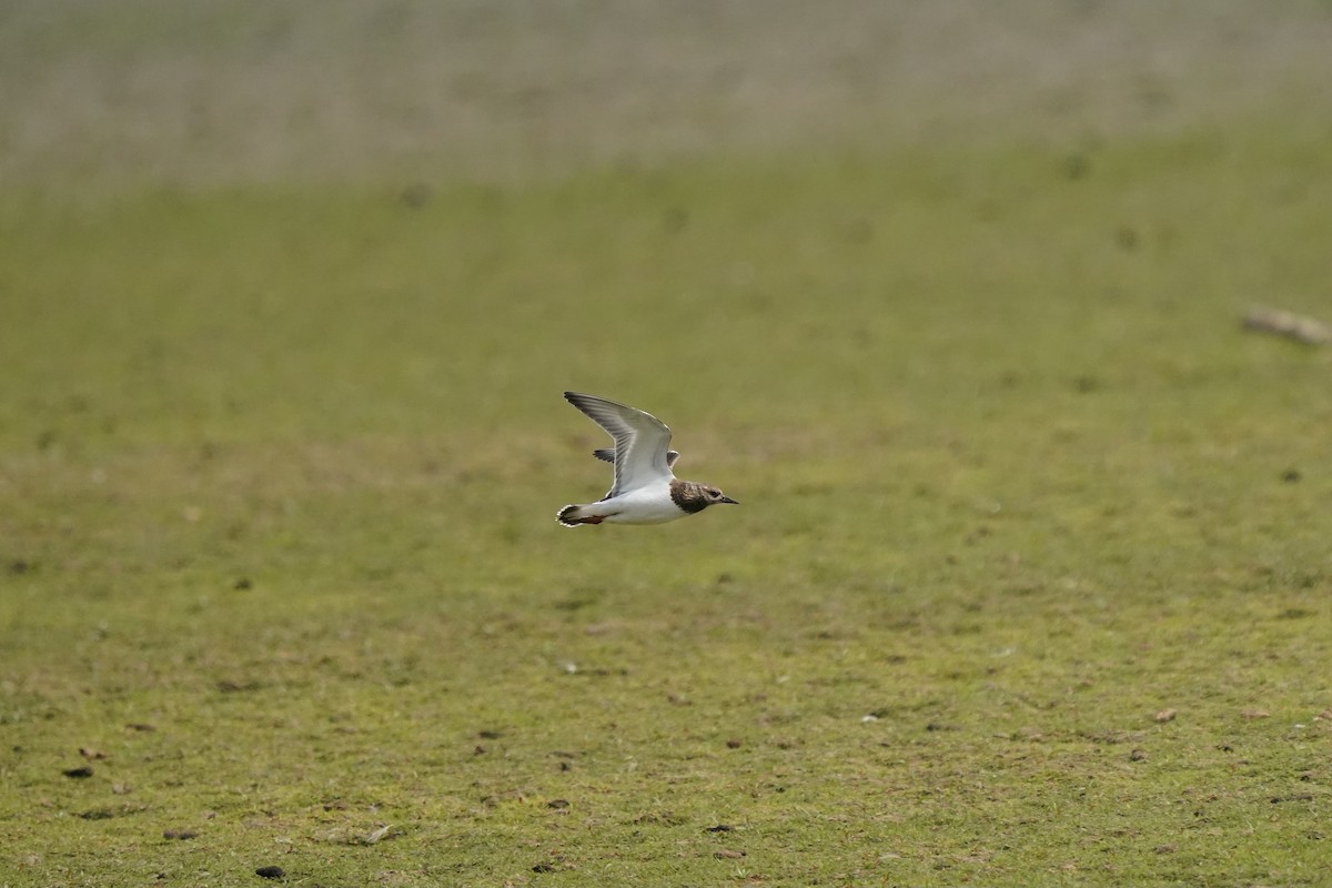 Ruddy Turnstone - ML641414286