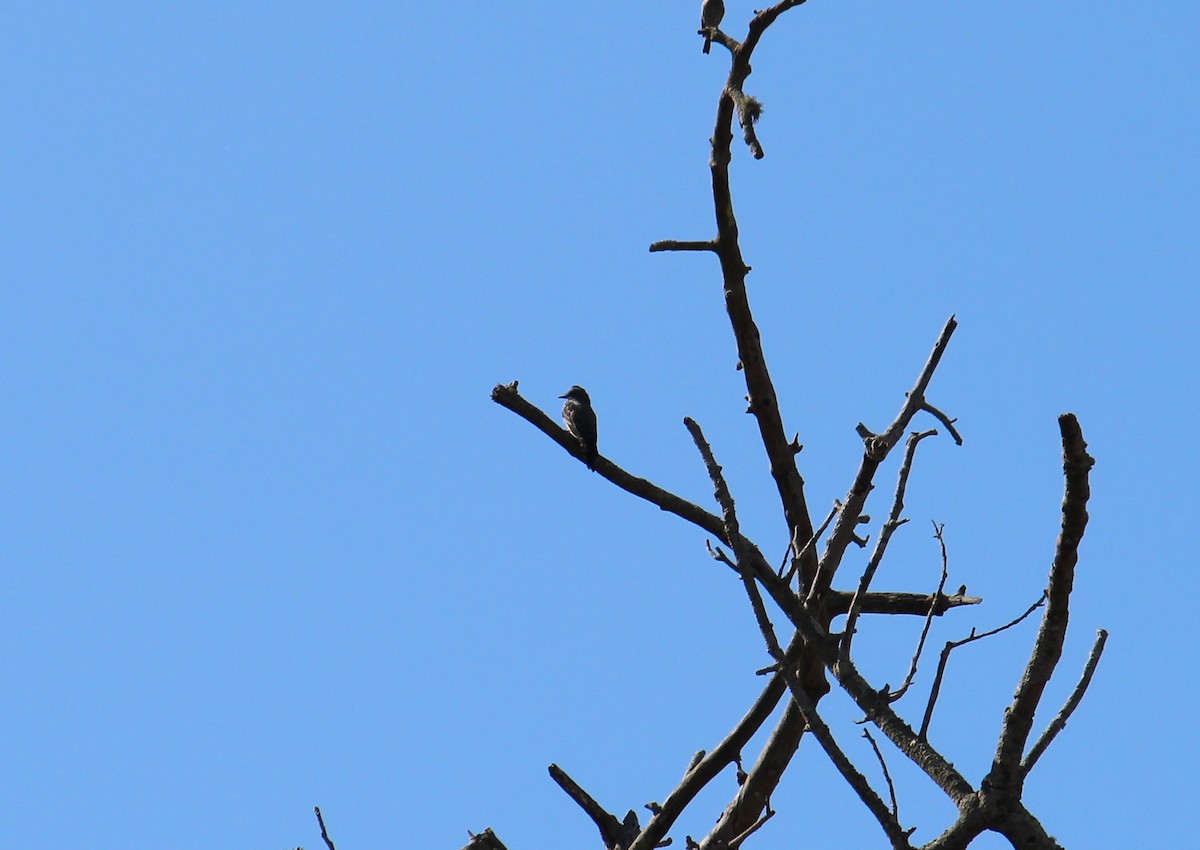 Cassin's Kingbird - ML641414287
