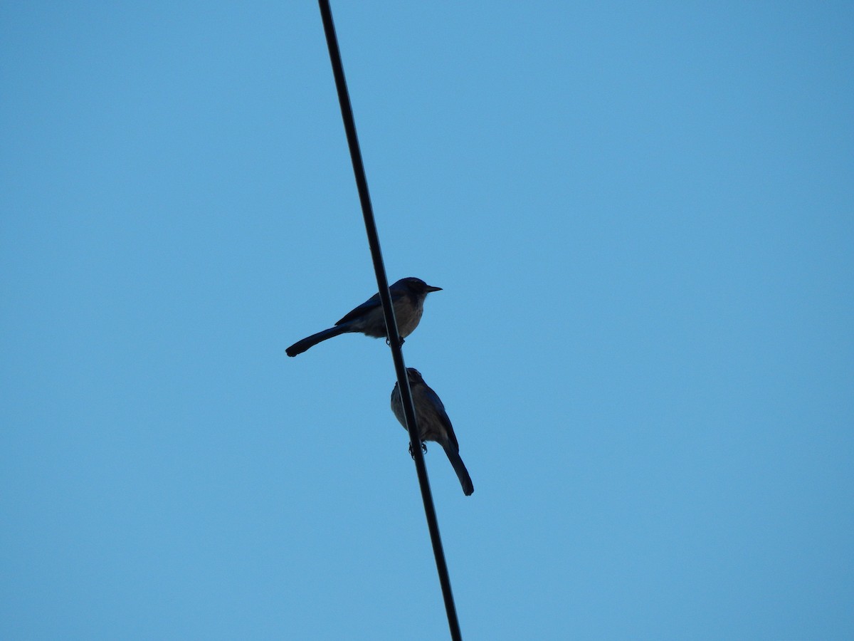 California Scrub-Jay - ML641414291