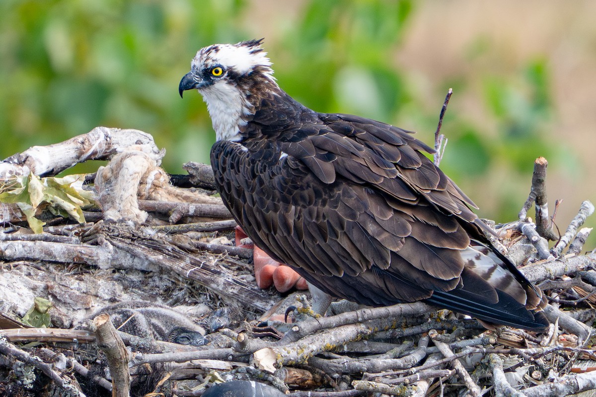 Osprey - ML641414292