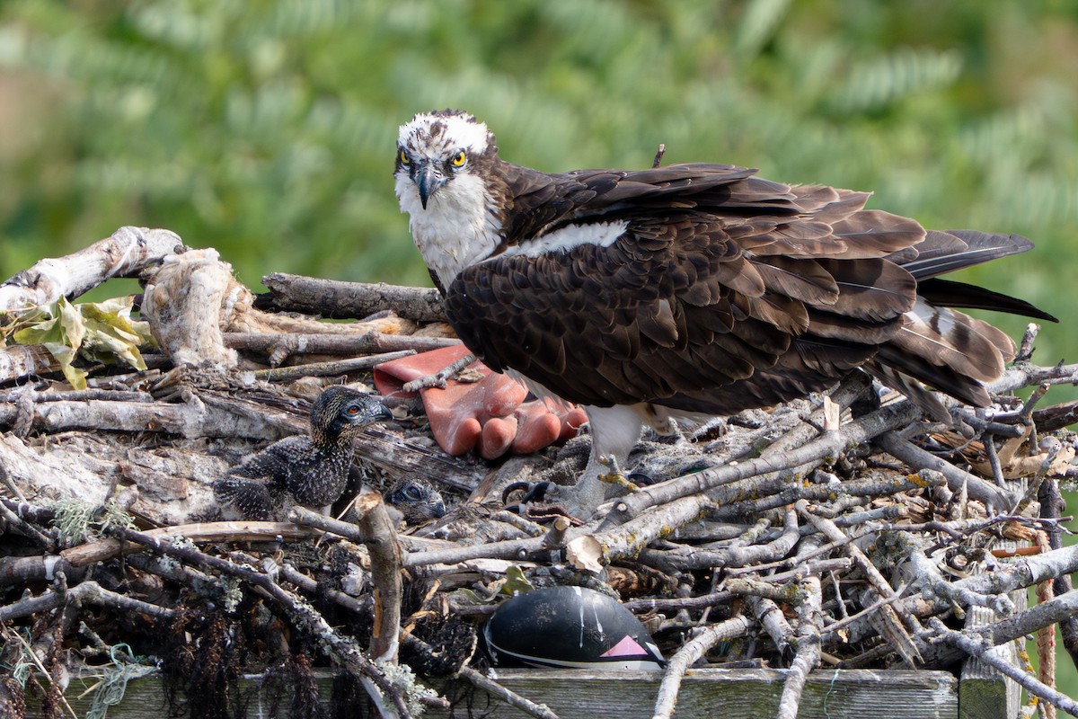 Osprey - ML641414293