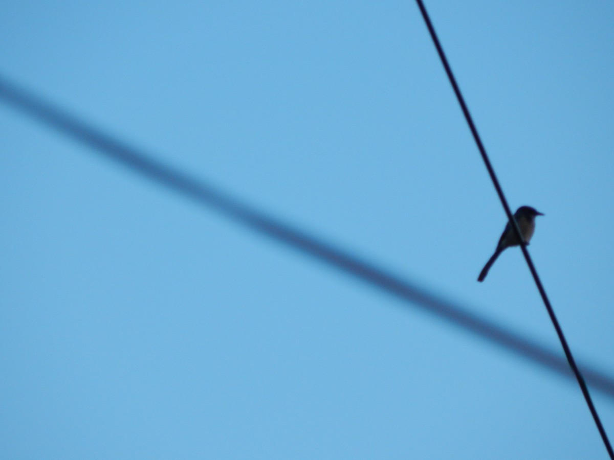 California Scrub-Jay - ML641414294