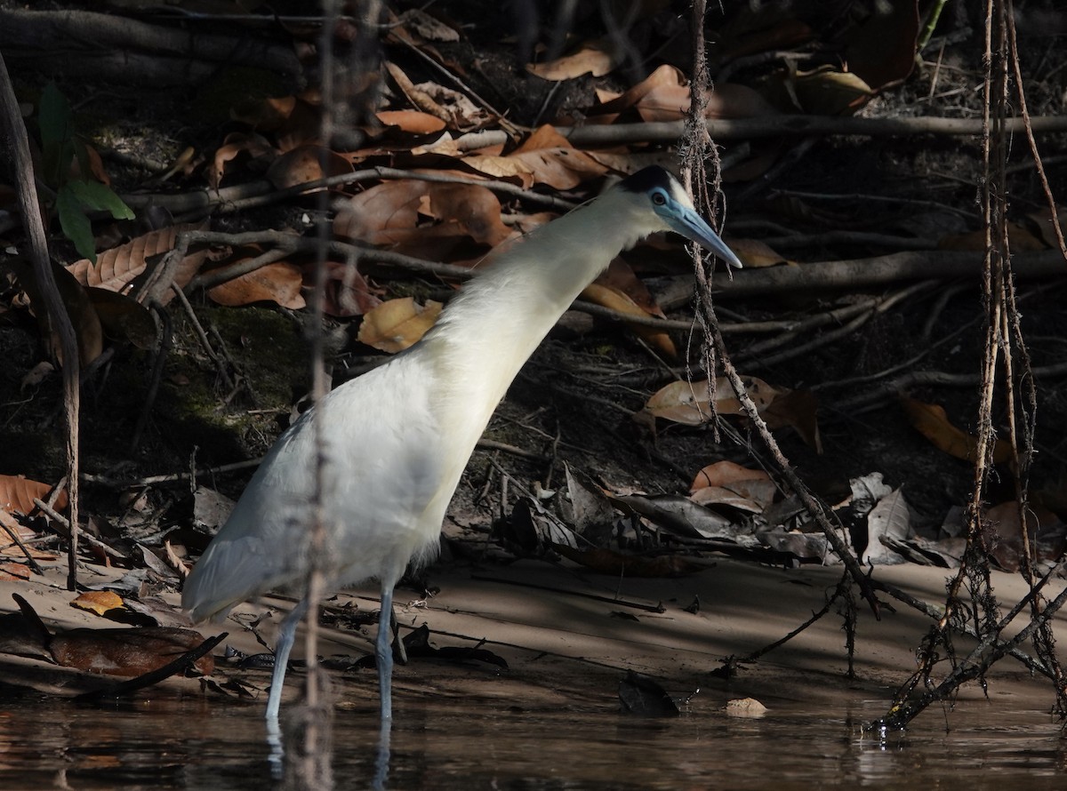 Capped Heron - ML641414296