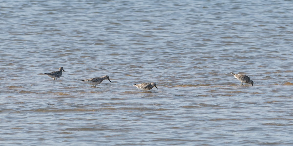 Great Knot - ML641414298