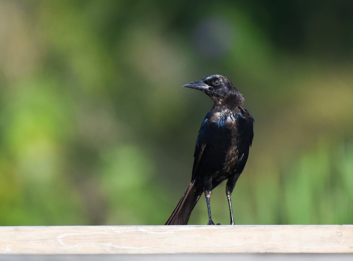 Boat-tailed Grackle - ML641414299