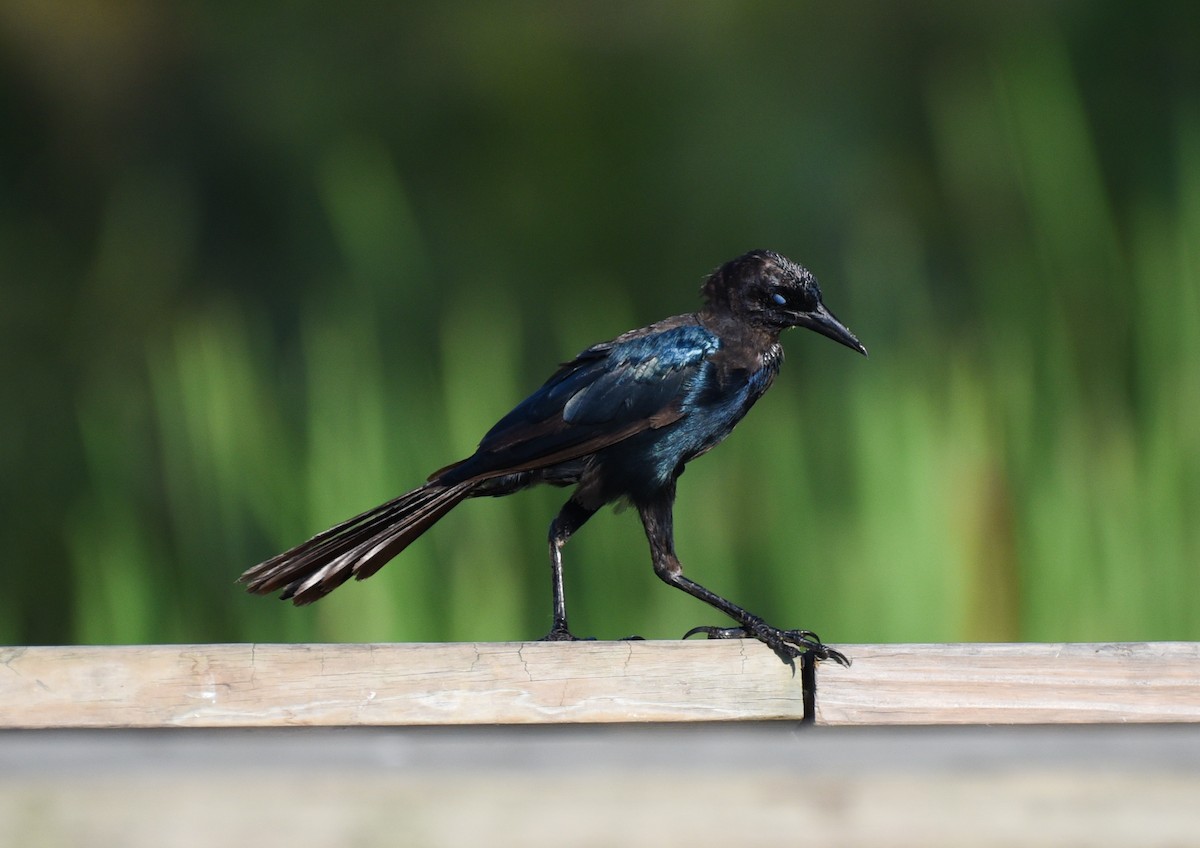 Boat-tailed Grackle - ML641414300
