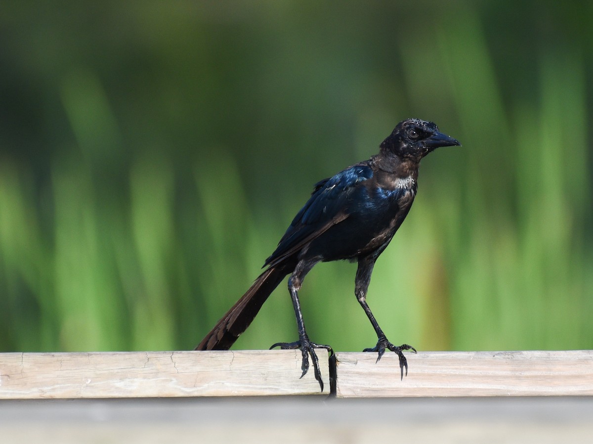 Boat-tailed Grackle - ML641414301