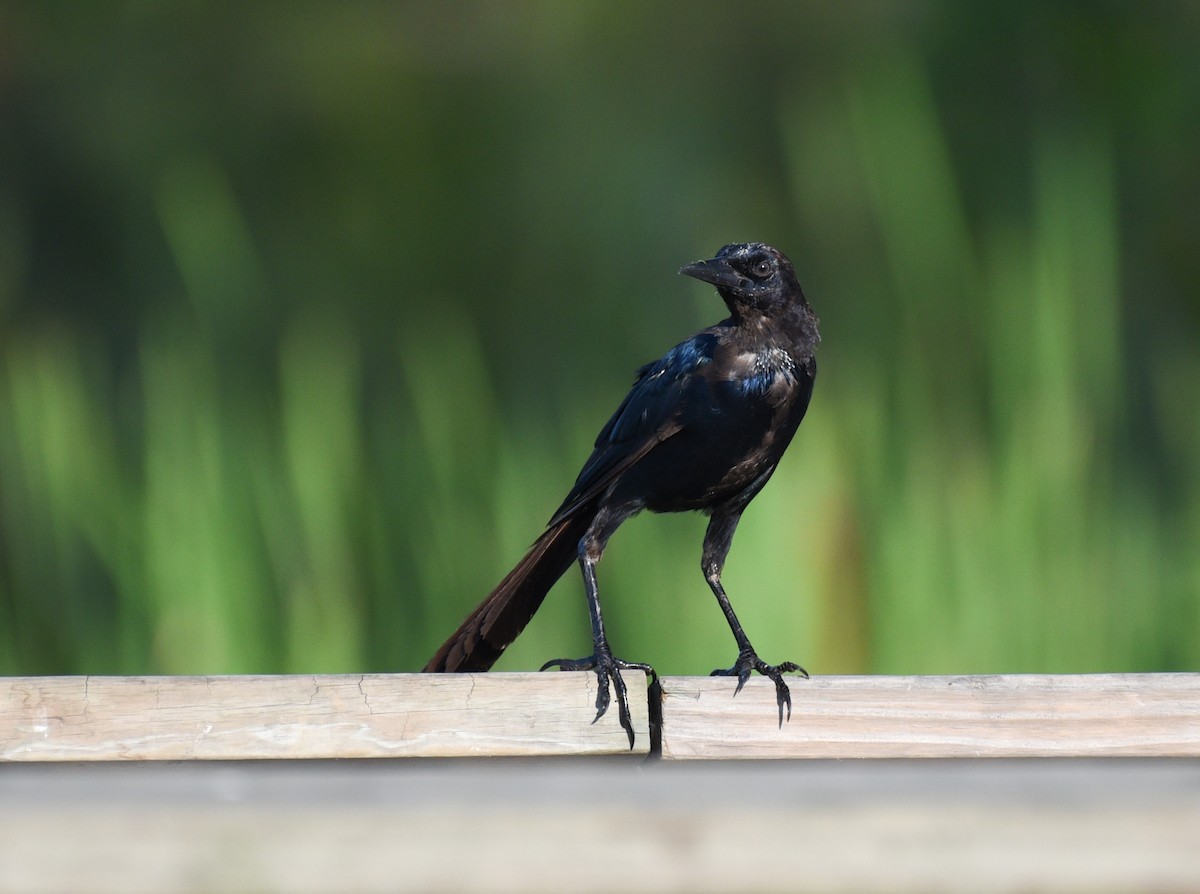 Boat-tailed Grackle - ML641414302