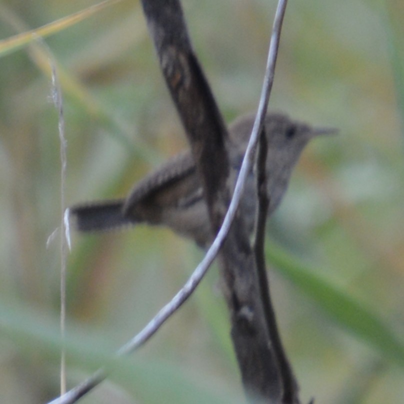Northern House Wren - ML641414303