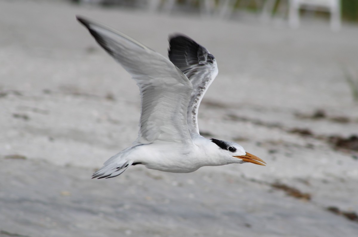 Royal Tern - ML641414304