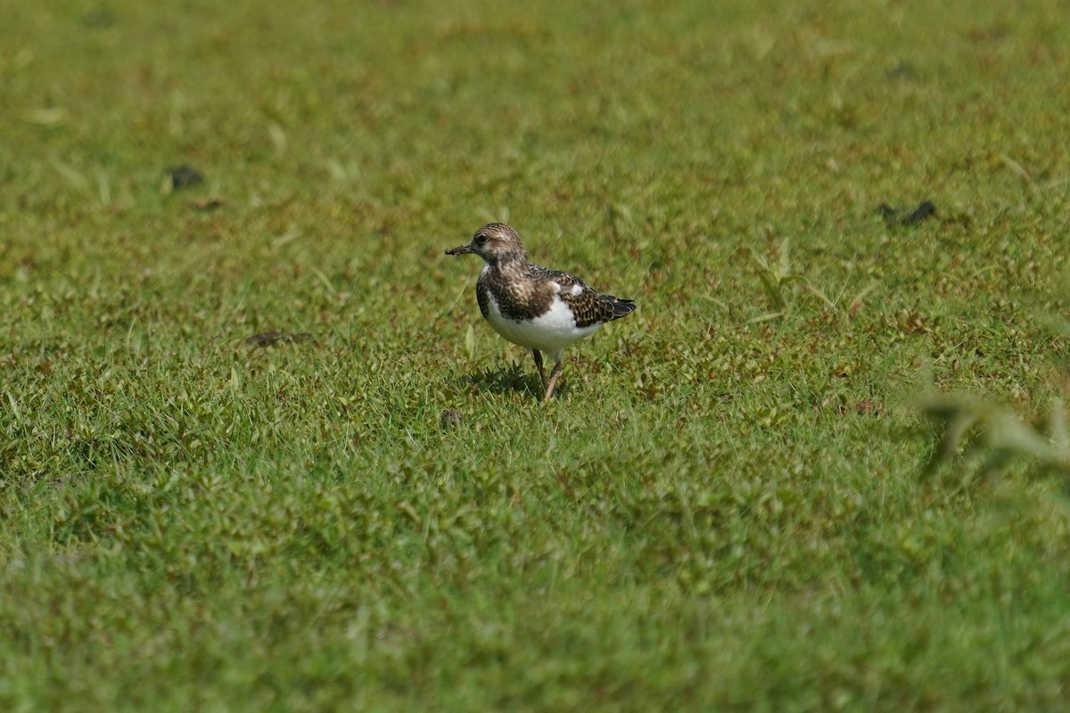 Ruddy Turnstone - ML641414307