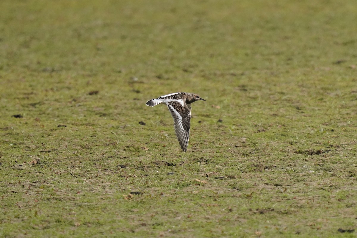Ruddy Turnstone - ML641414308