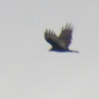 Turkey Vulture - ML641414309