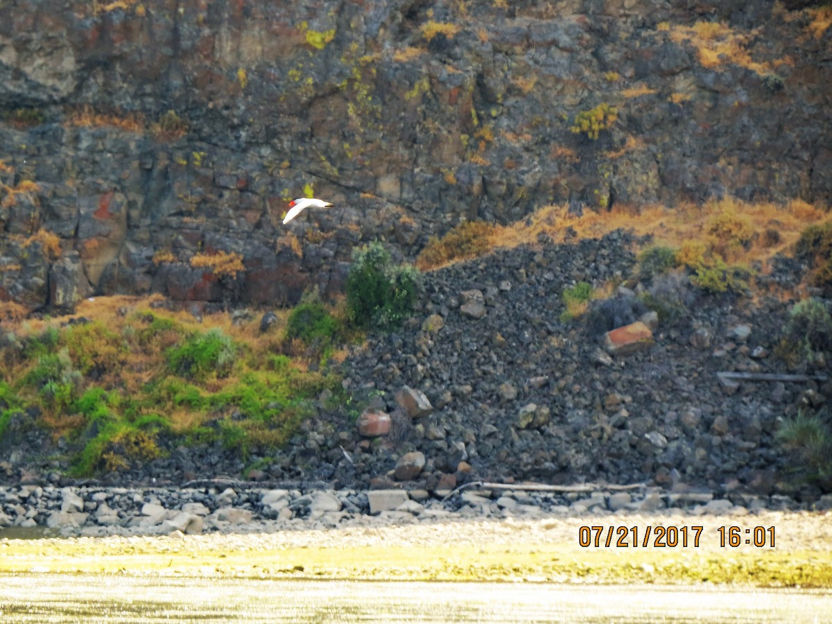 Caspian Tern - ML64141431