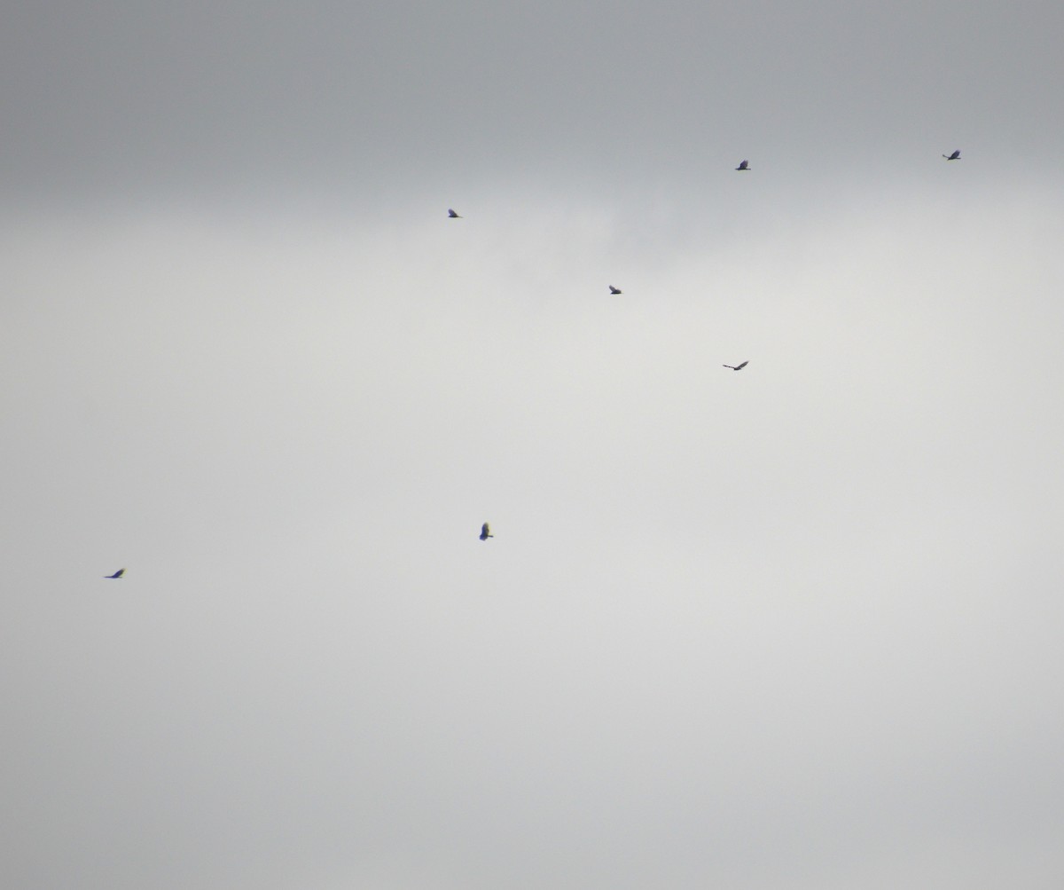 Turkey Vulture - ML641414310