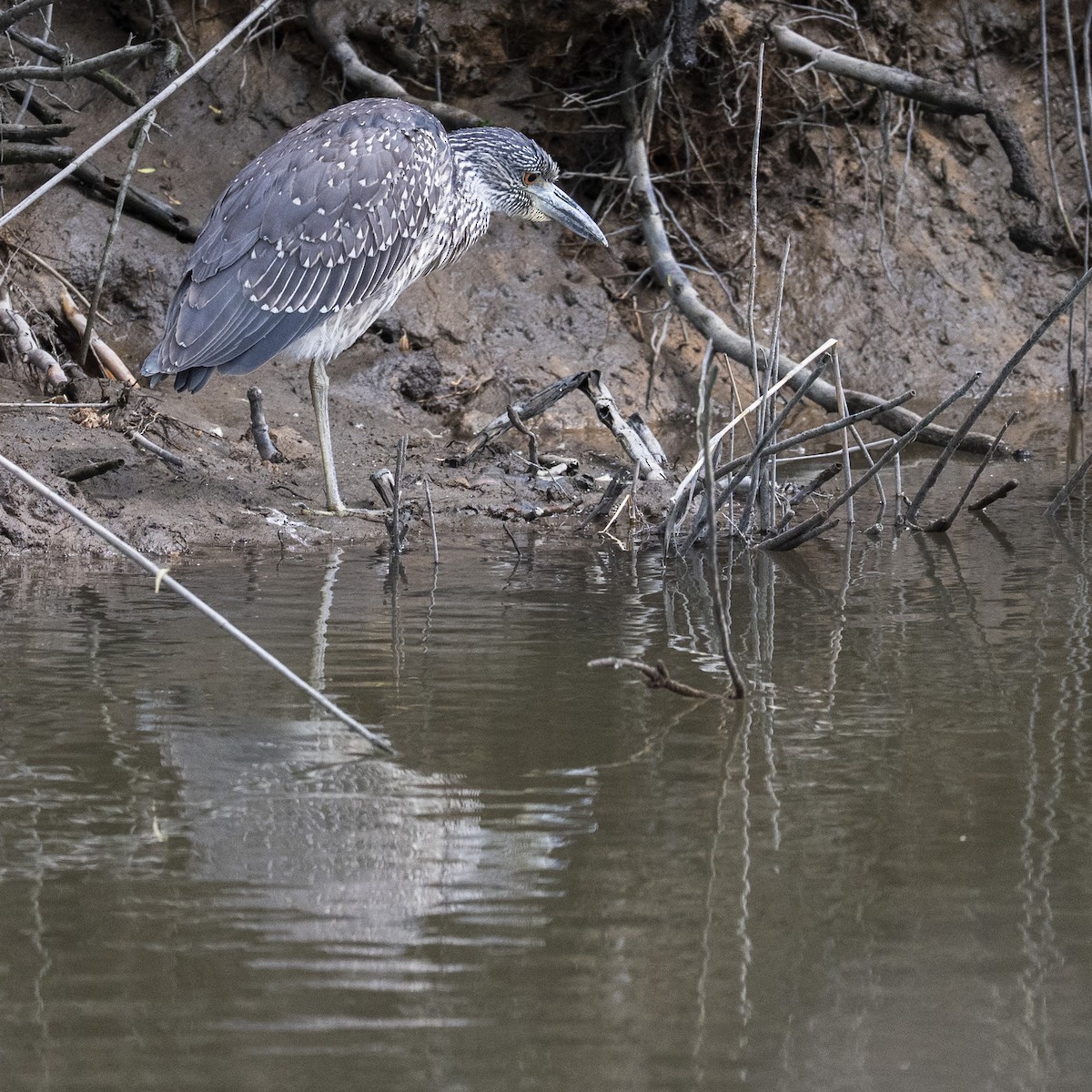 Yellow-crowned Night Heron - ML641414317