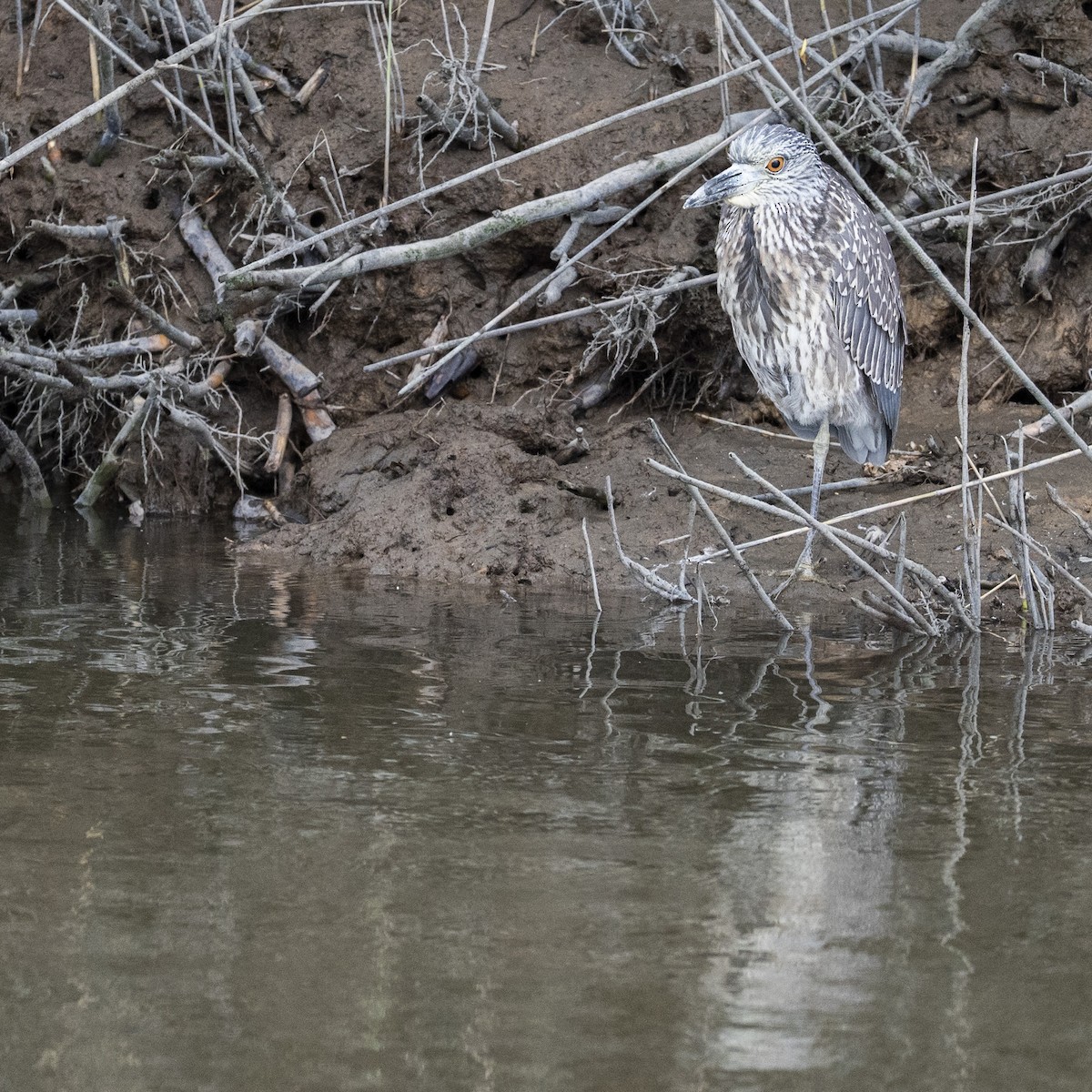 Yellow-crowned Night Heron - ML641414318