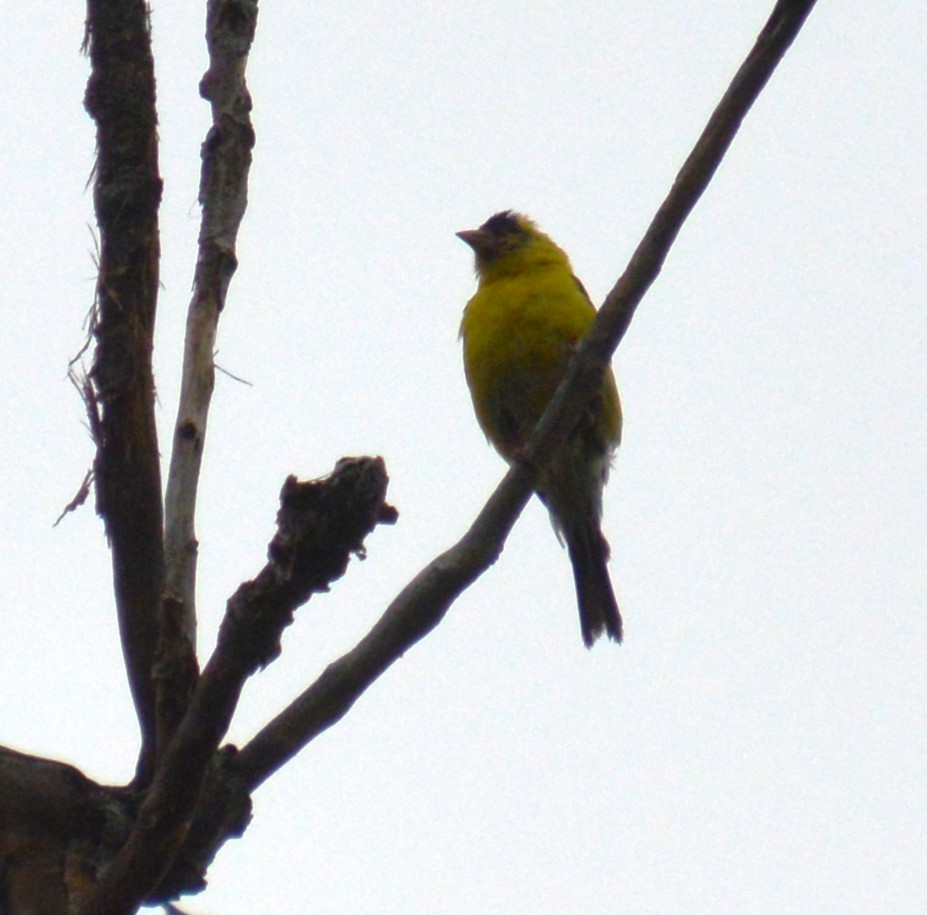 American Goldfinch - ML641414319