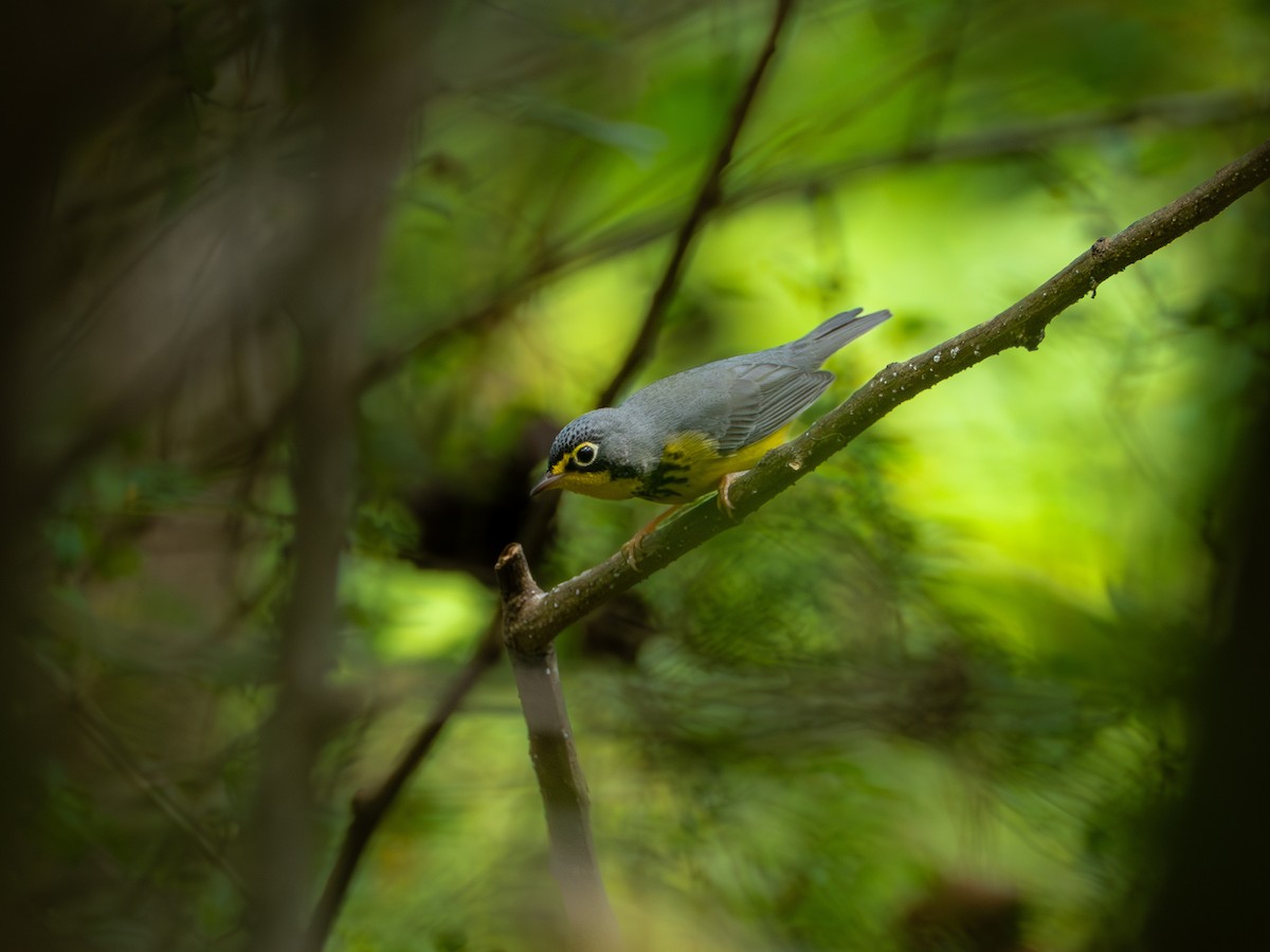 Canada Warbler - ML641414320
