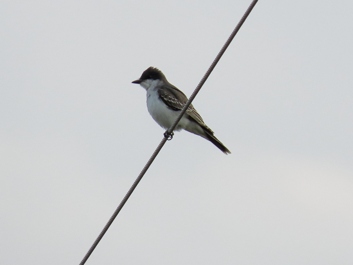 Eastern Kingbird - ML641414321