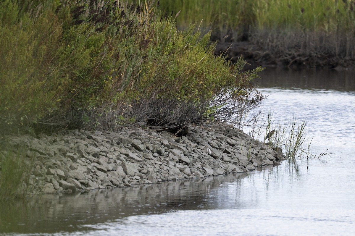 Green Heron - ML641414322
