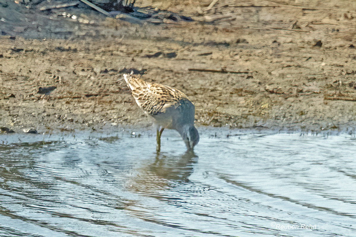 Moorschlammläufer - ML641414331