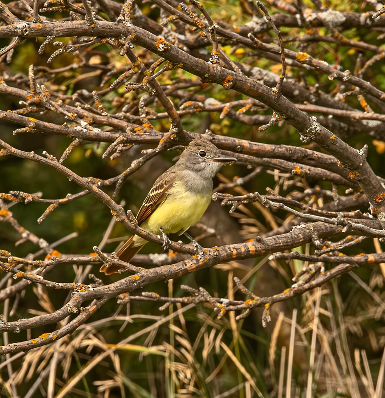 Great Crested Flycatcher - ML641414360