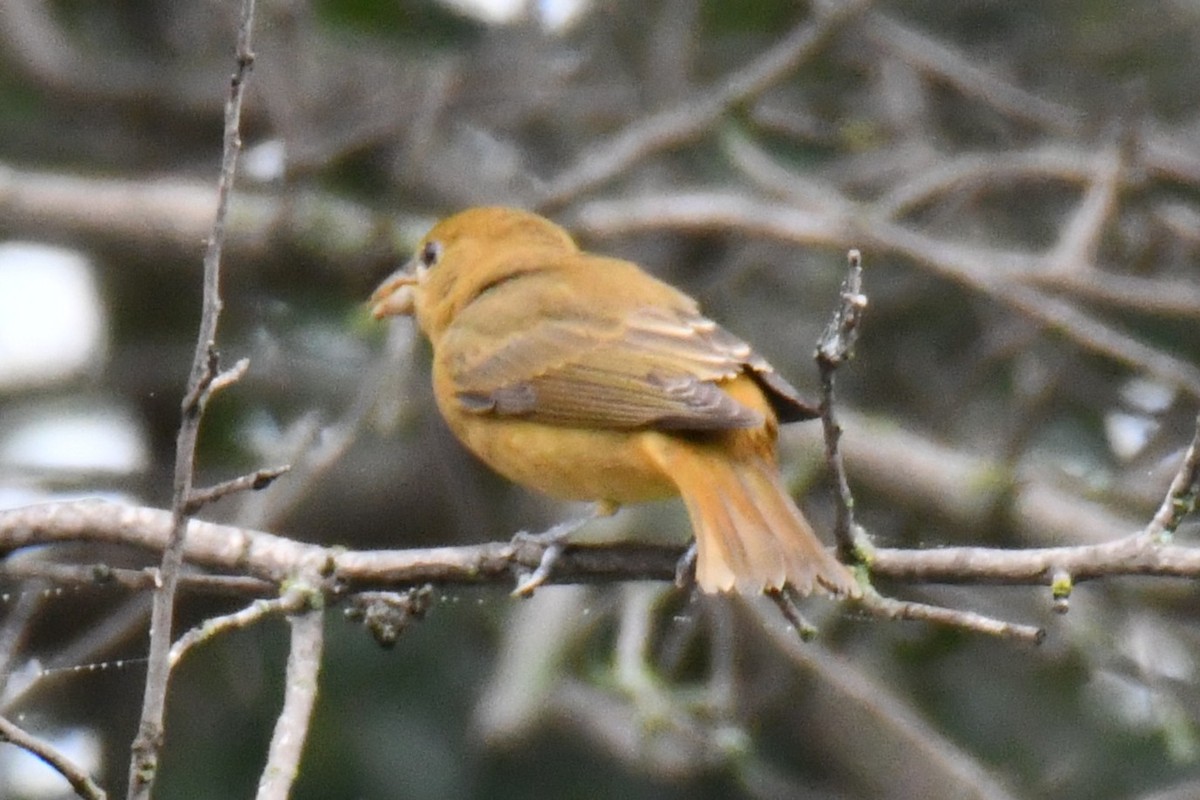 Summer Tanager - ML641414379