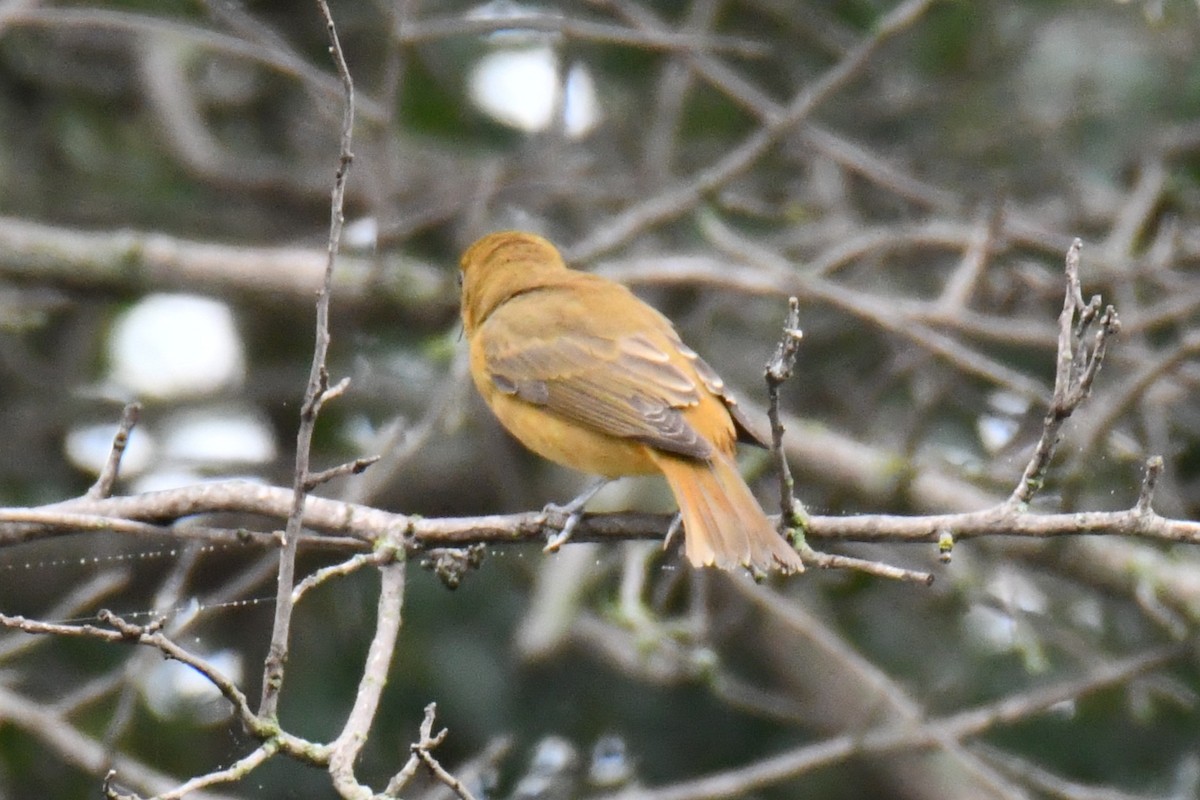 Summer Tanager - ML641414381
