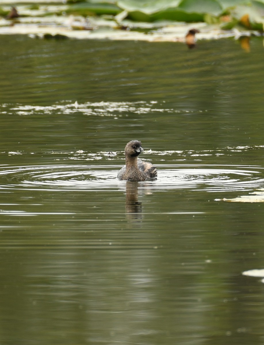 Pied-billed Grebe - ML641414390