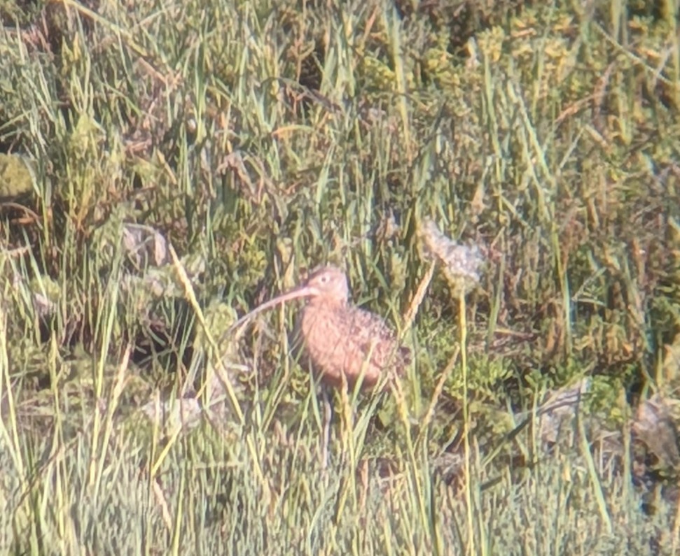Long-billed Curlew - ML641414391