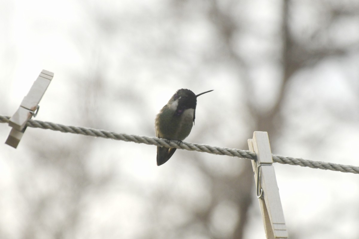 Costa's Hummingbird - ML641414392