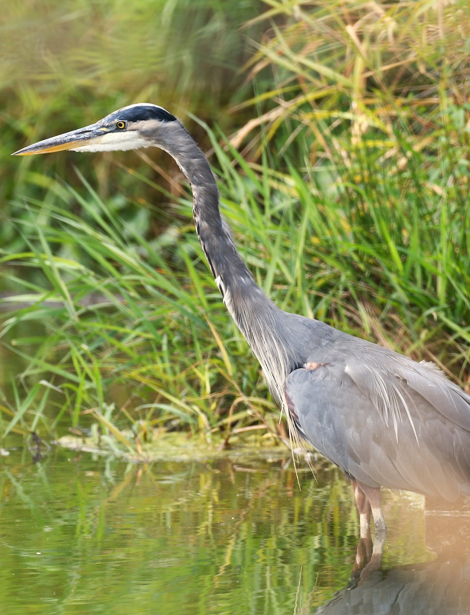 Great Blue Heron - ML641414405