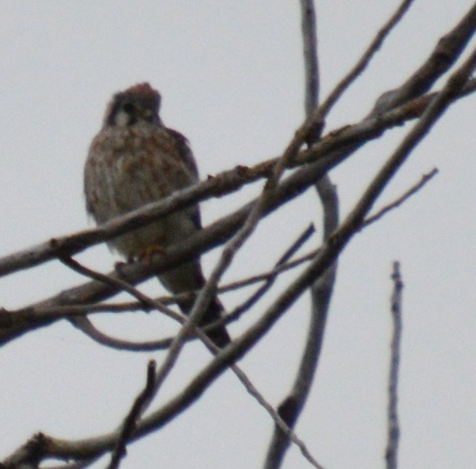 American Kestrel - ML641414409