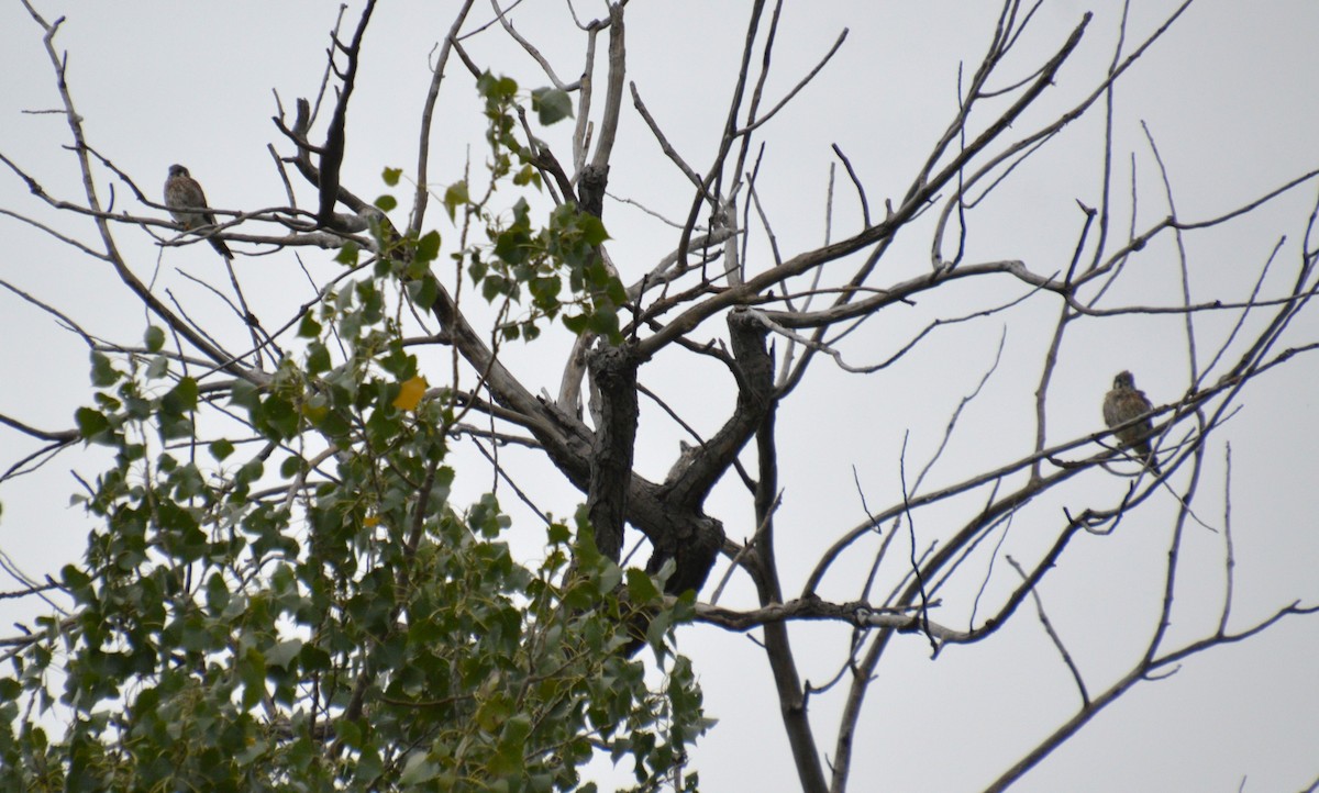 American Kestrel - ML641414410
