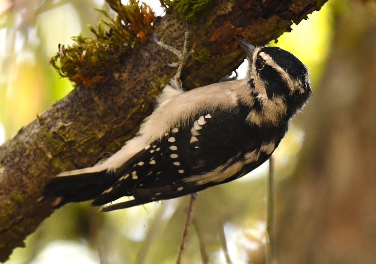Downy Woodpecker - ML641414411