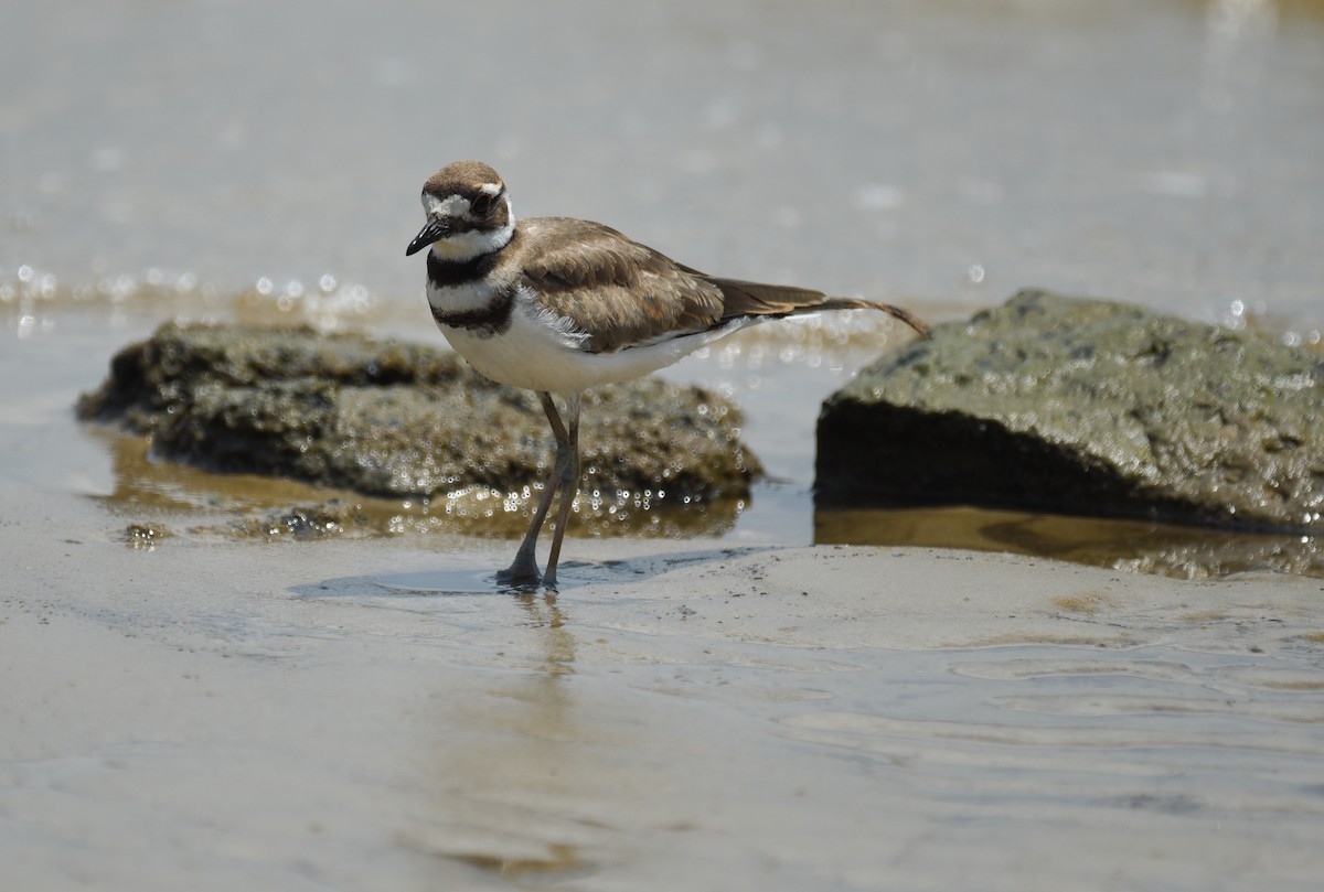 Killdeer - ML641414412