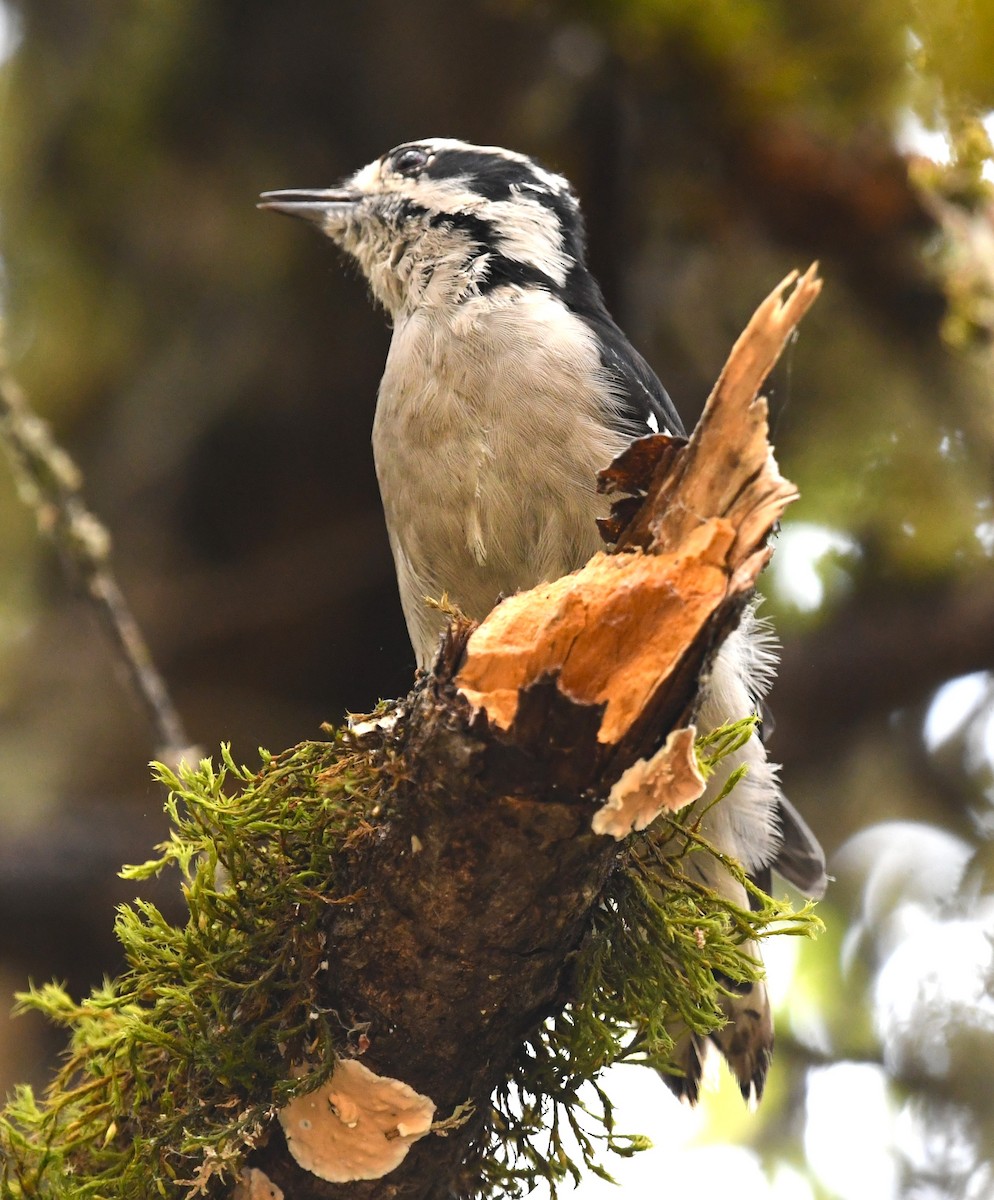 Downy Woodpecker - ML641414413