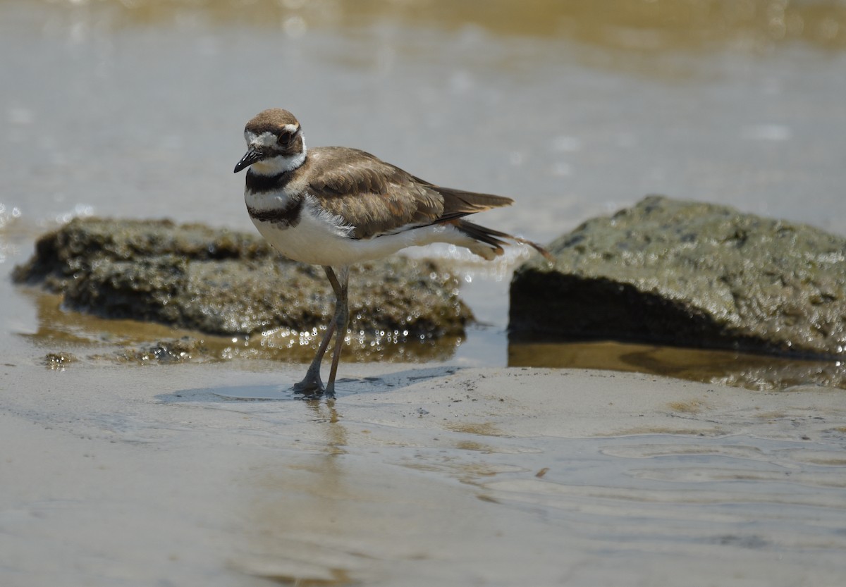 Killdeer - ML641414414