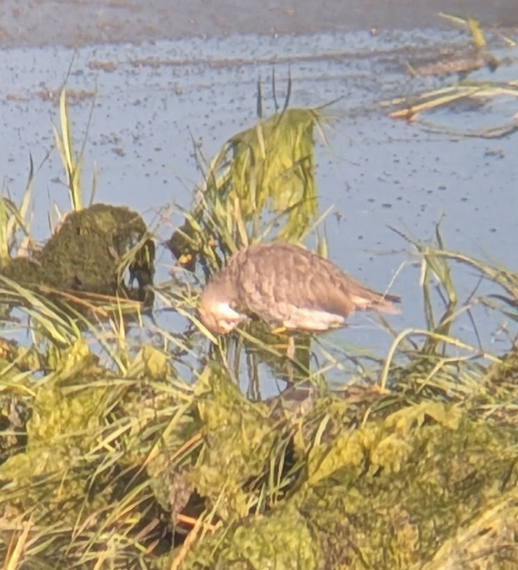 Willet - ML641414415