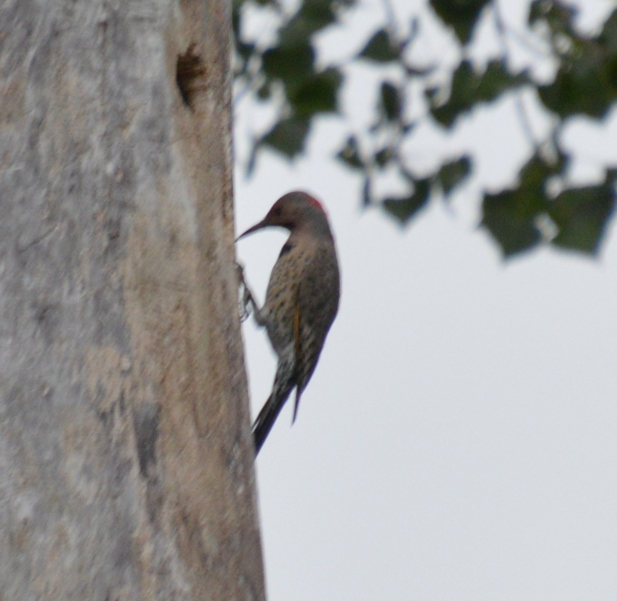 Northern Flicker - ML641414417