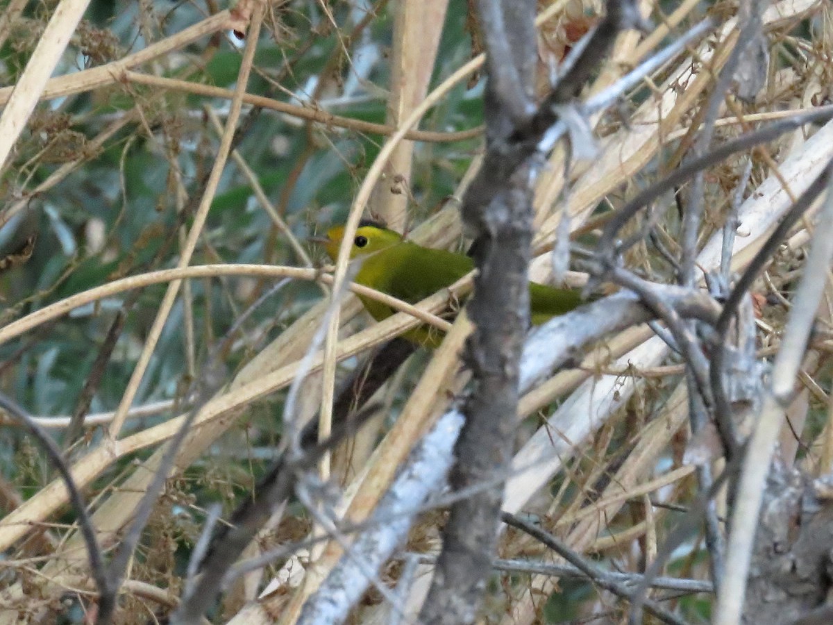 Wilson's Warbler - ML641414418